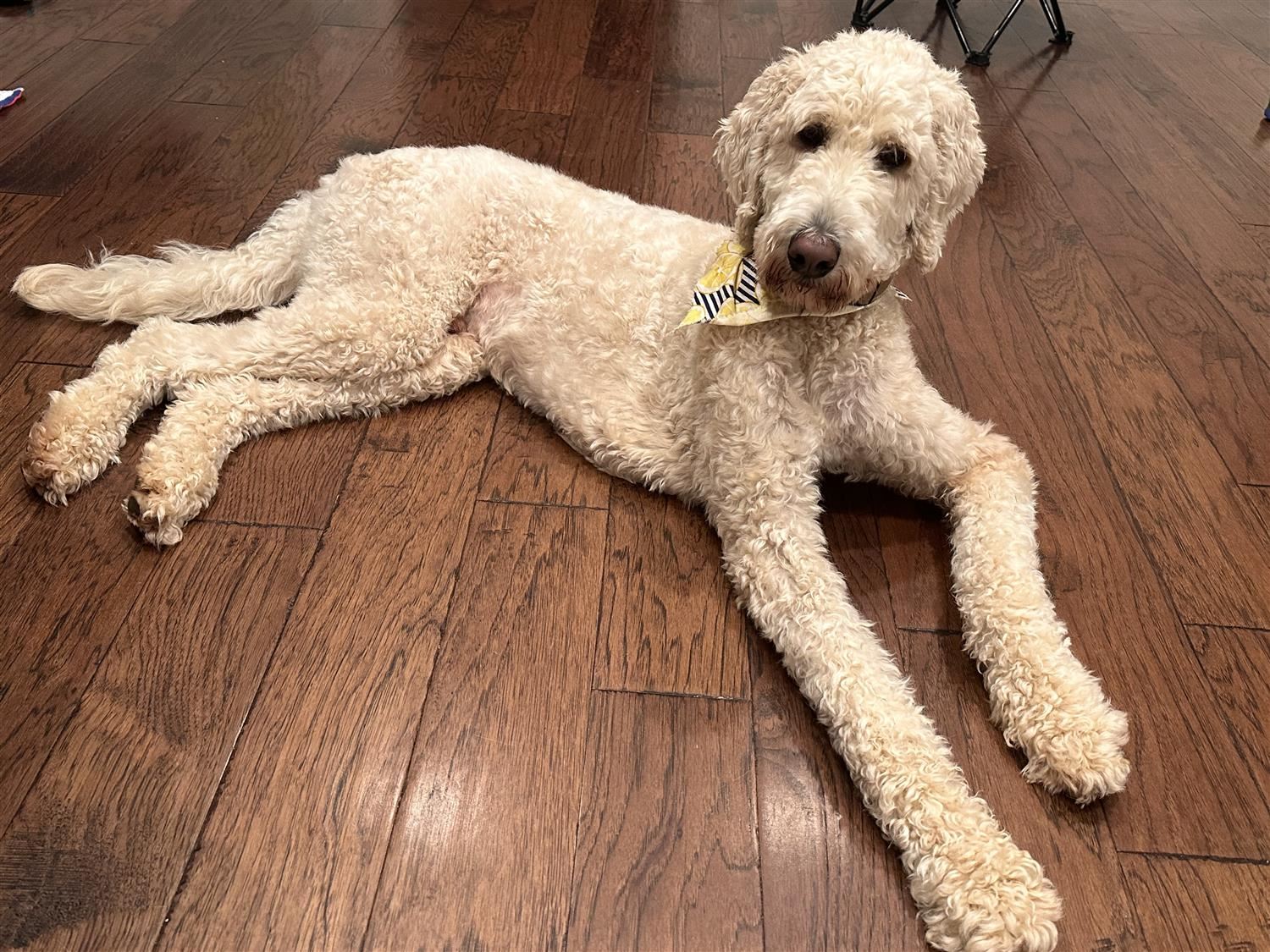 dog